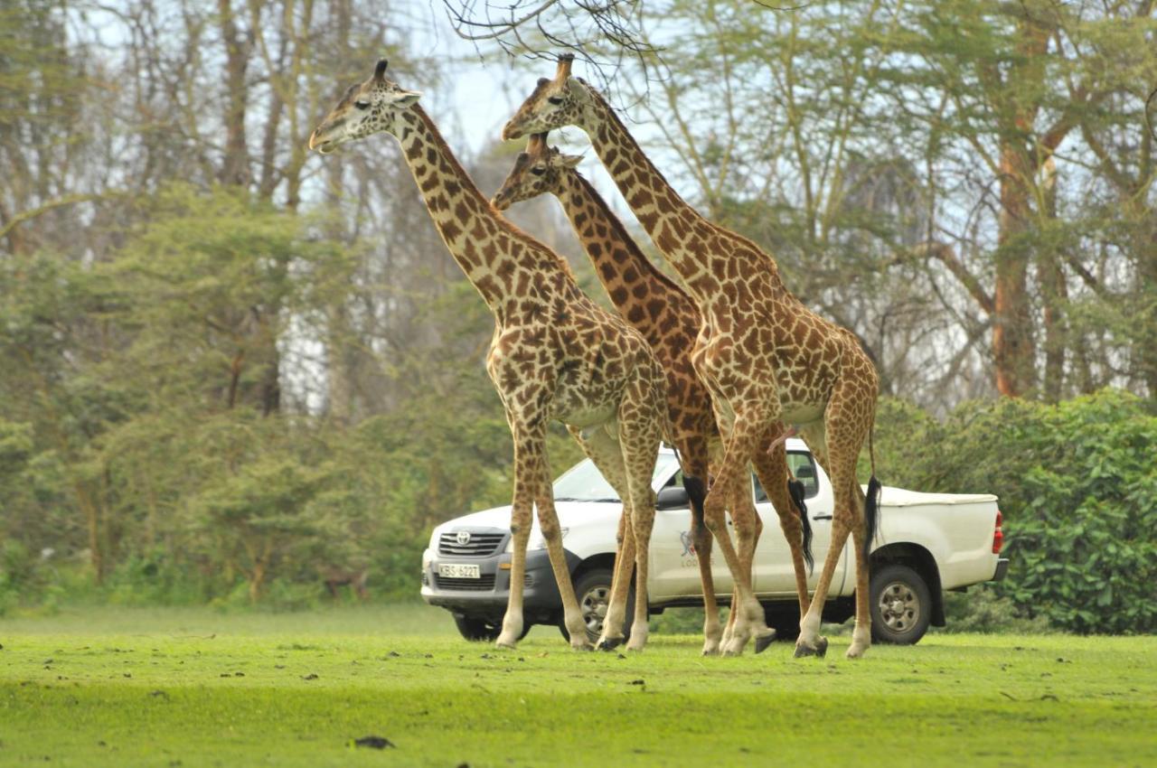 Lake Naivasha Sopa Resort Kültér fotó